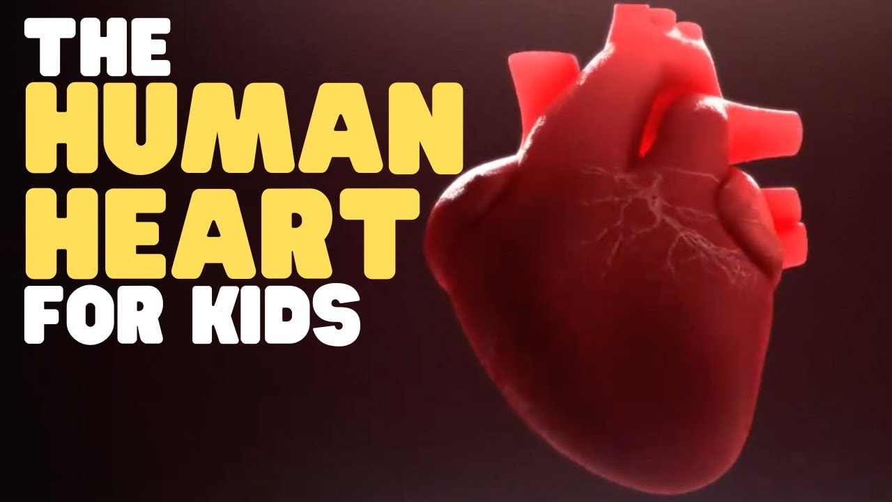 Learn Bright The Human Heart for Kids NETFLEX Kids
