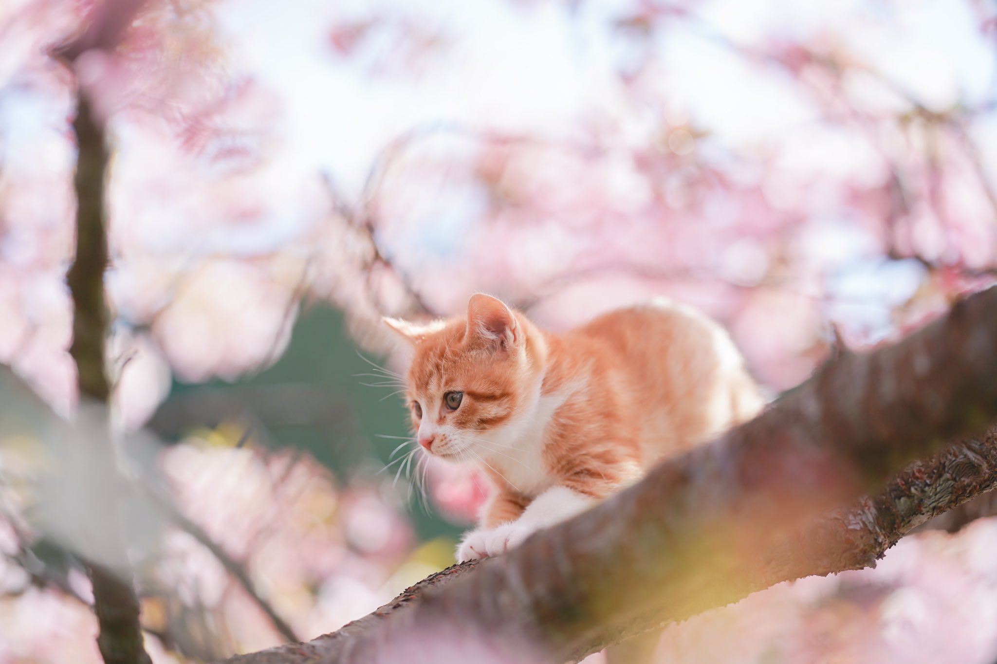 桜猫様確認ページ 猫の日 さくらねこ22万2222頭へ どうぶつ基金 | 公益財団法人