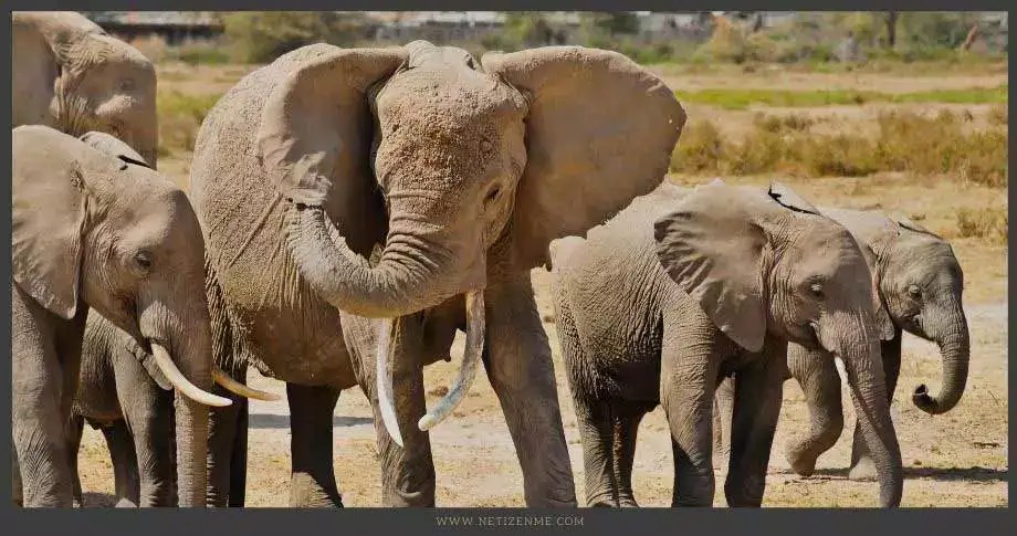 What is Endana Biodiversity Corridor? How Africa is Dealing with Negative Externalities and Elephant Poaching Netizen Me