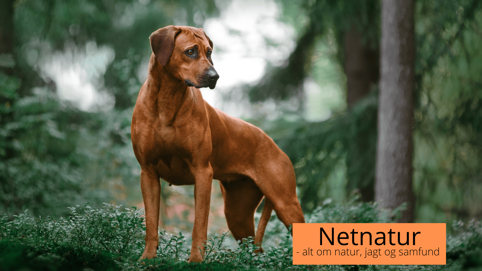 Rhodesian Ridgeback