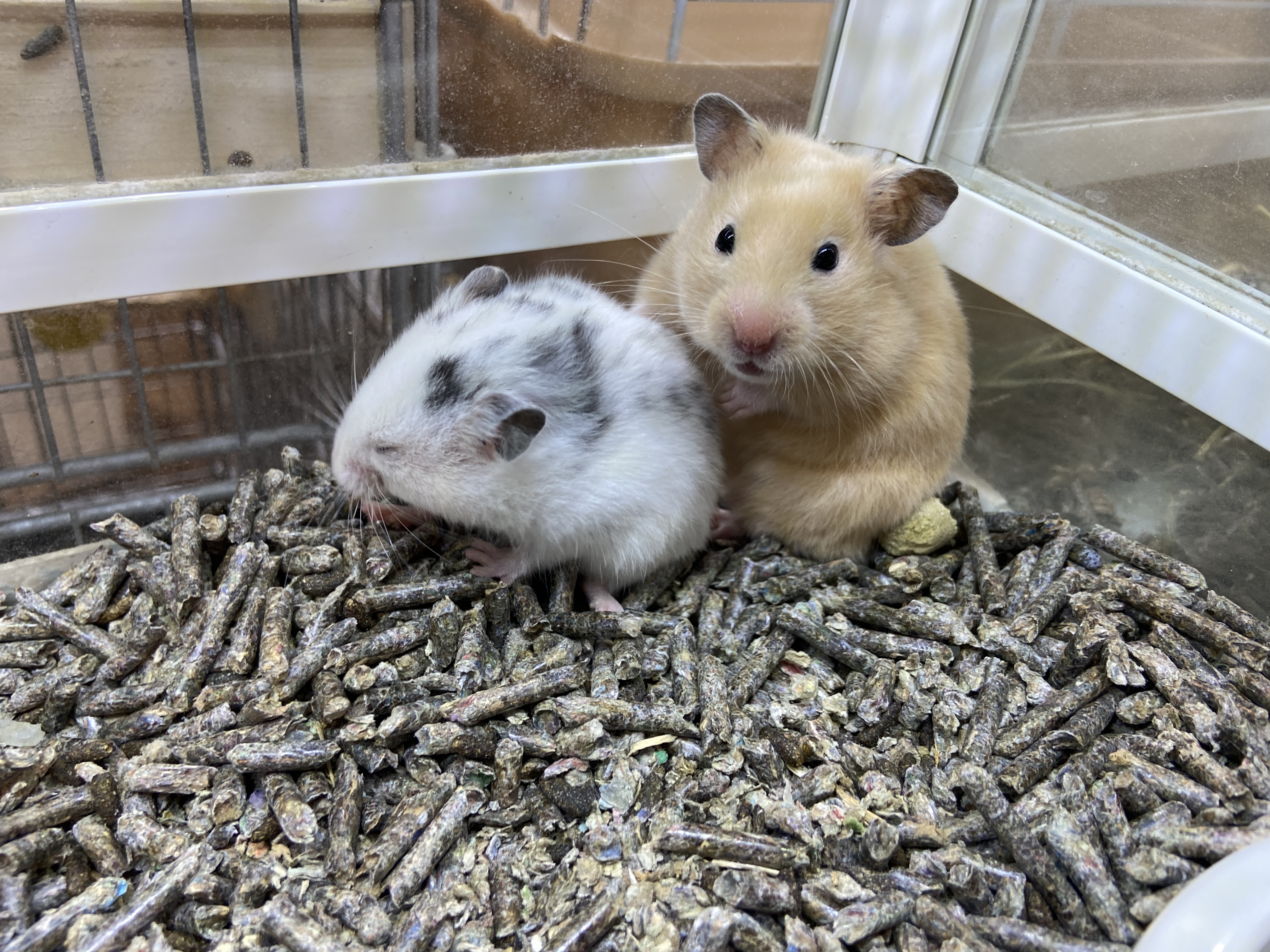 動画 大きなゴールデンハムスターのご紹介！ 吉祥寺店 | 熱帯倶楽部