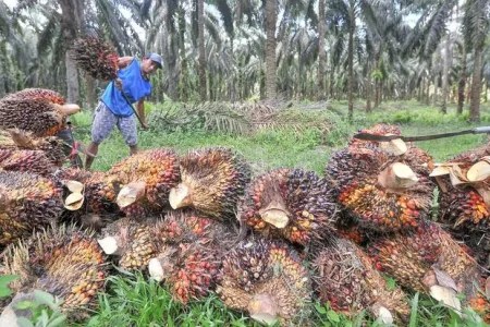 Harga TBS Sawit Kaltim Naik 2,36 Persen di Maret 2024