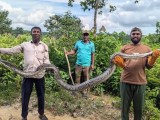 Rare 14 Foot Burmese Python Rescued In Cox S Bazar Released Into