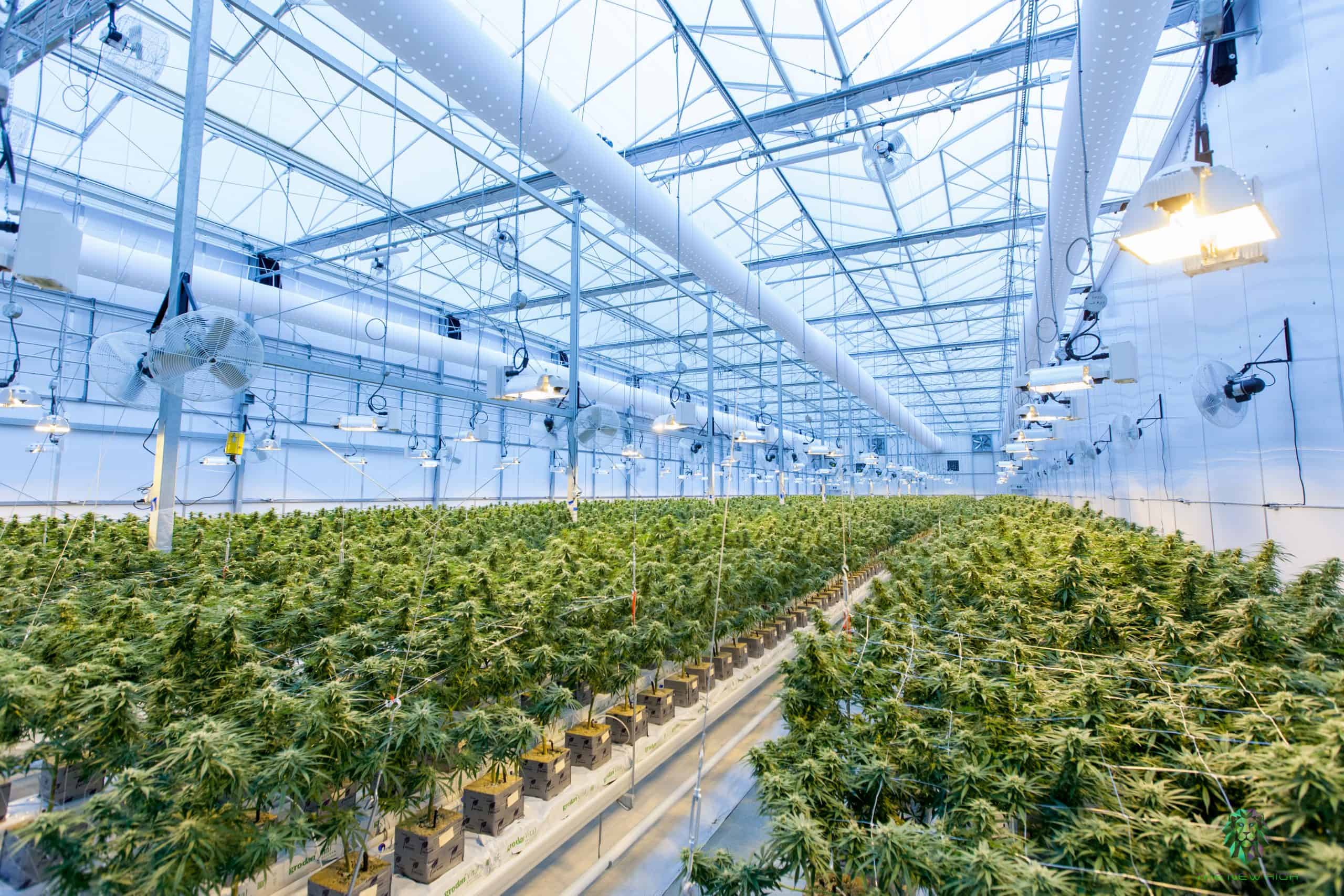 The Benefits of Working with a Local Greenhouse » NetworkUstad
