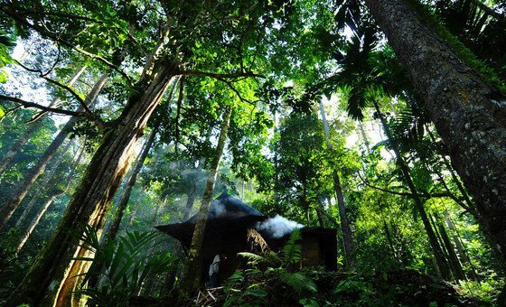 Global Forest Products Industry Sees Promising Recovery as Paper and Wood Markets Rebound, Reports UN Agency