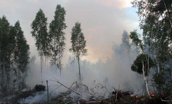 Discover How Belarus Leads the Way in Forest Conservation and Sustainable Ecosystem Protection for a Greener Future