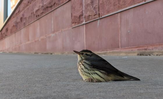 Simple Ways City Residents Can Protect Migratory Birds and Support Urban Bird Conservation Efforts