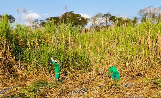 How Heatwaves and Rising Energy Costs Caused Food Prices to Increase in July and What Consumers Should Know