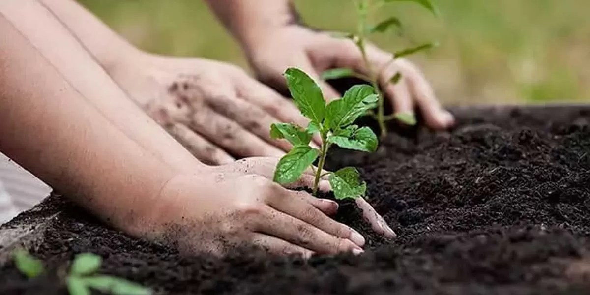 Reforestation India