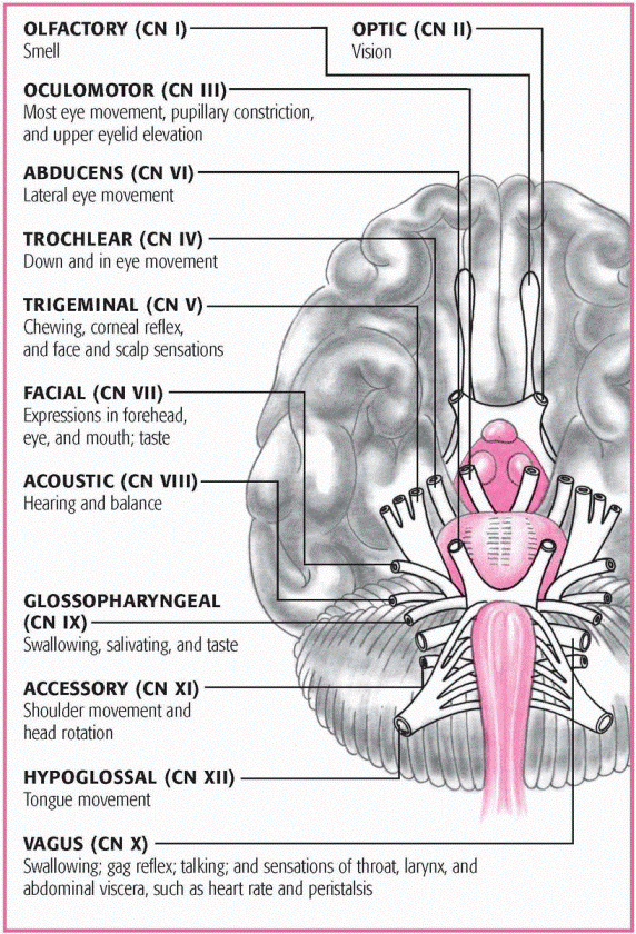 Anatomy and physiology | Neupsy Key