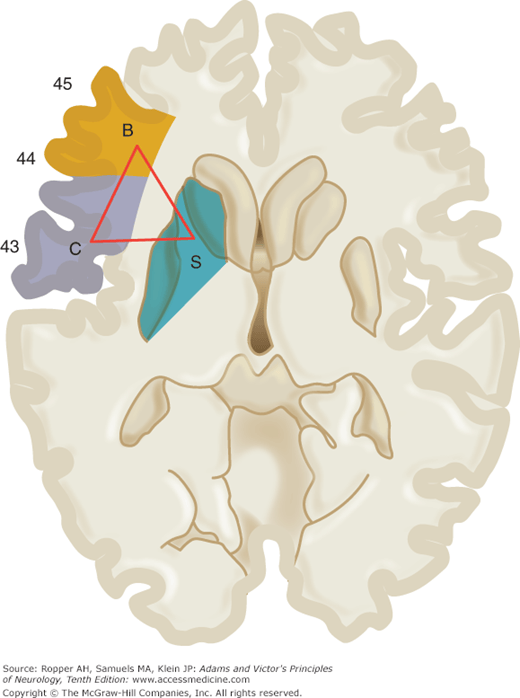 Chapter 23. Disorders of Speech and Language | Neupsy Key