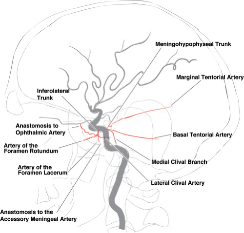 The internal carotid artery