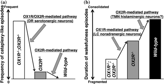 Roles of Orexin Receptors on Sleep/Wakefulness Regulation | Neupsy Key