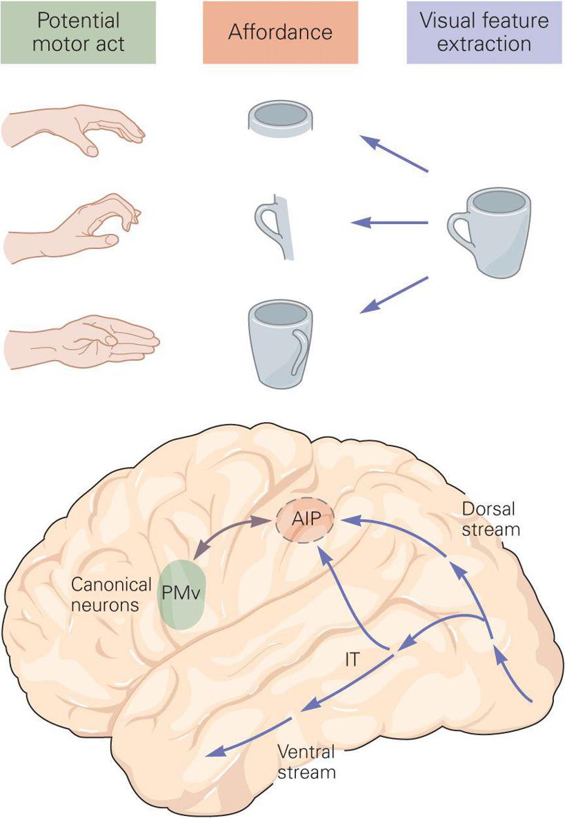 Oculomotor Control ＆ Cognitive Processes Cognitive Functions of the Premotor Systems | Neupsy Key