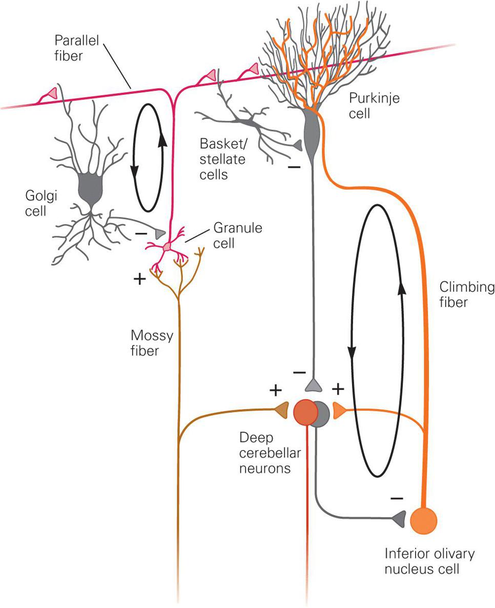 The Cerebellum | Neupsy Key