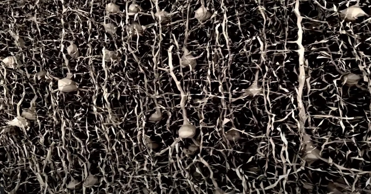 What is the MICrONS Project?