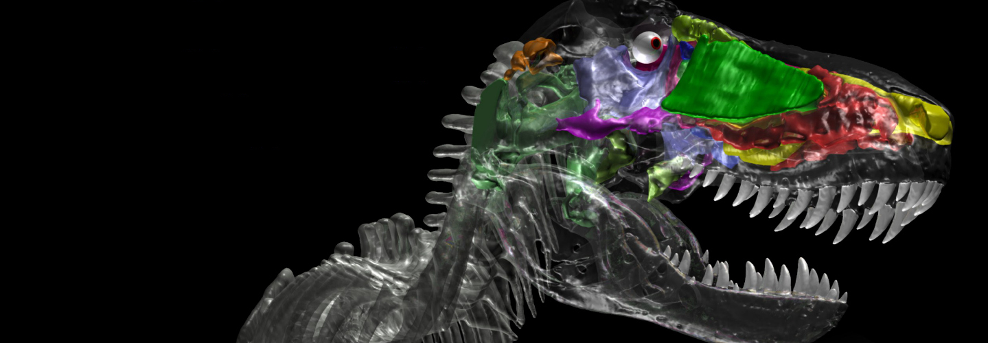 Brain and behaviour of dinosaurs