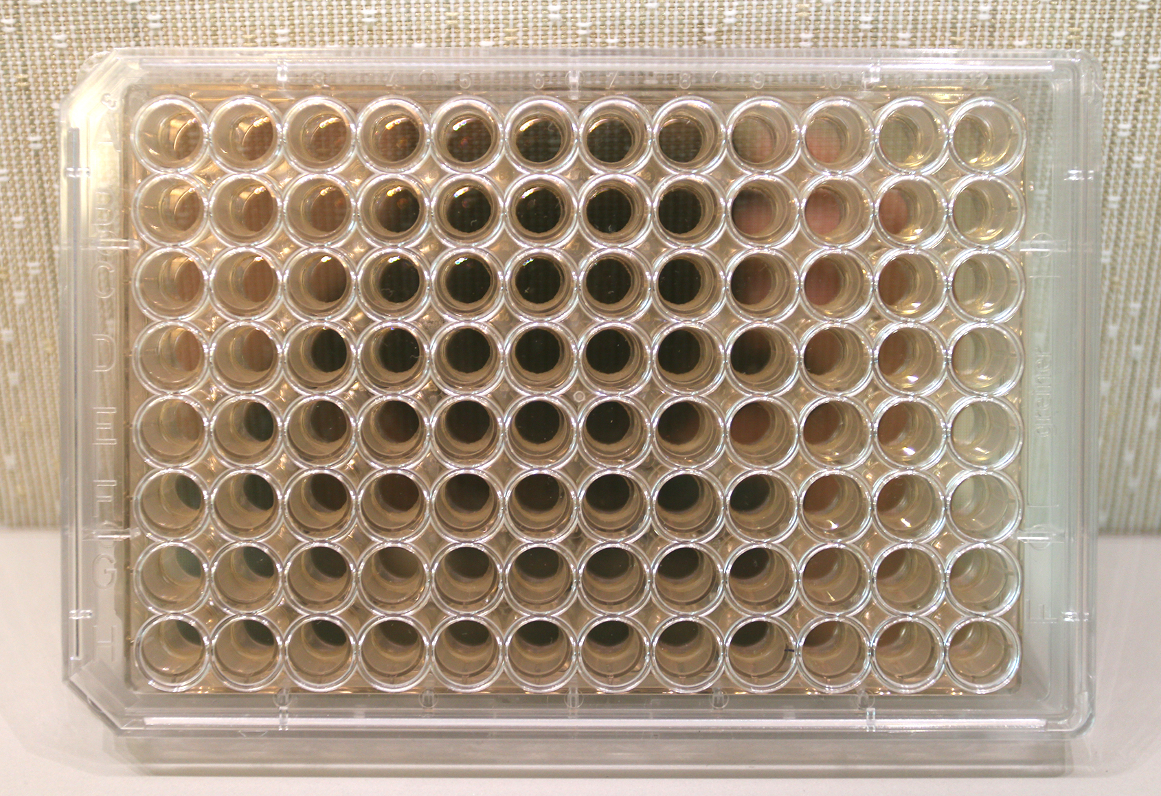 Spinal 6-Well 100µm RosetteArray® Plate - Neurosetta