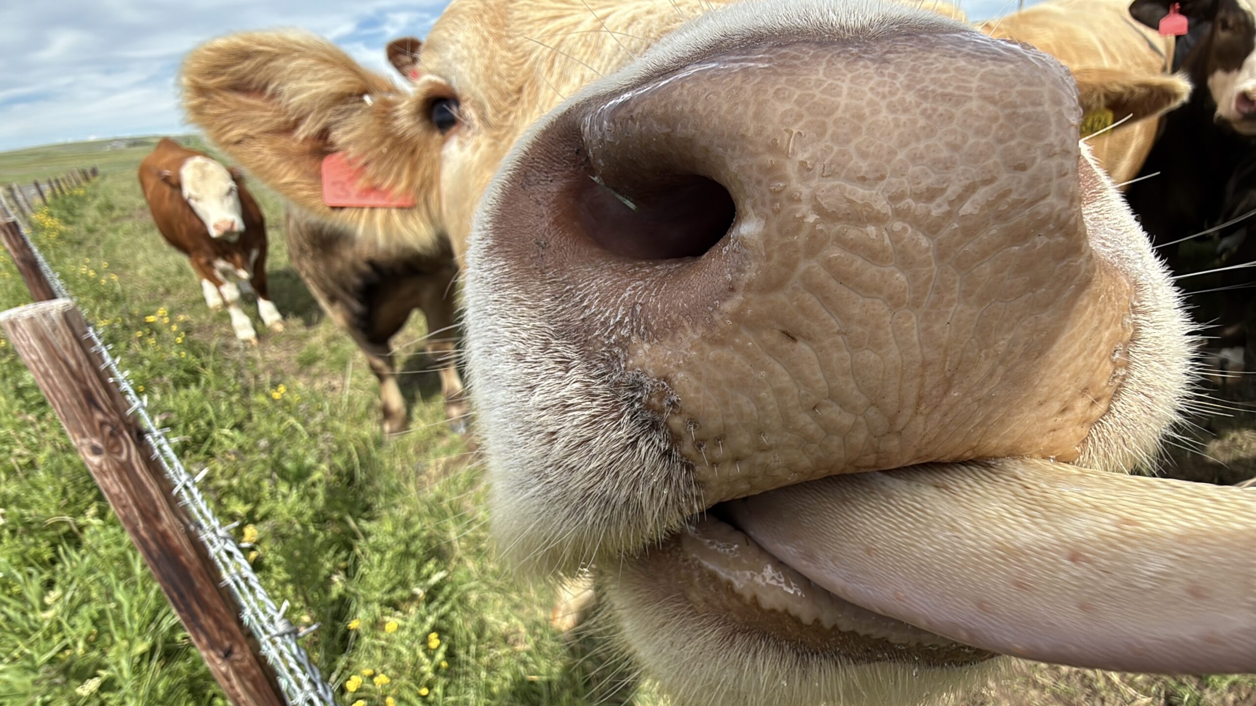 Meeting the Locals on Orkney, Even When the Locals Are Cattle