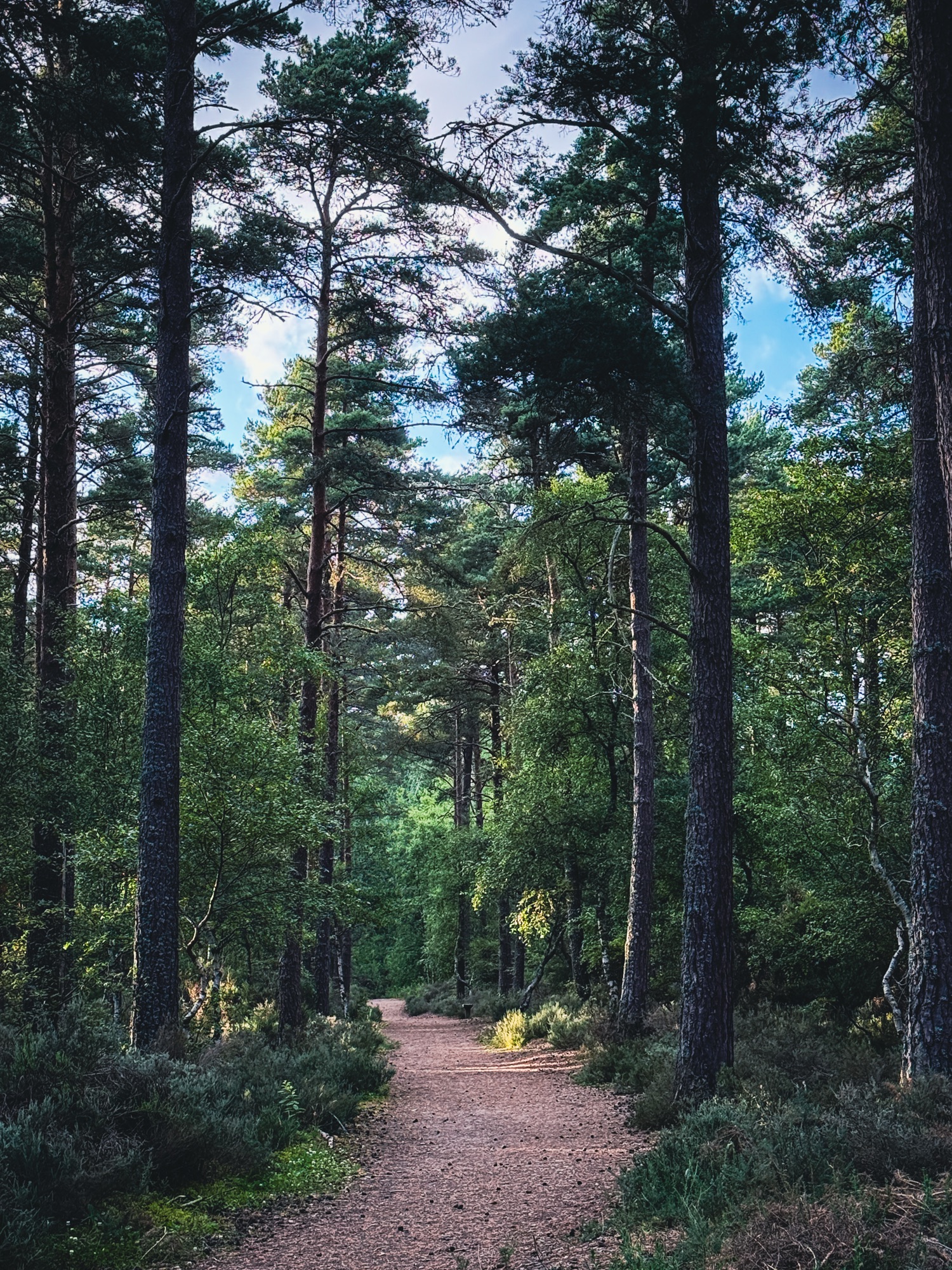 One Step at a Time in Culbin Forest