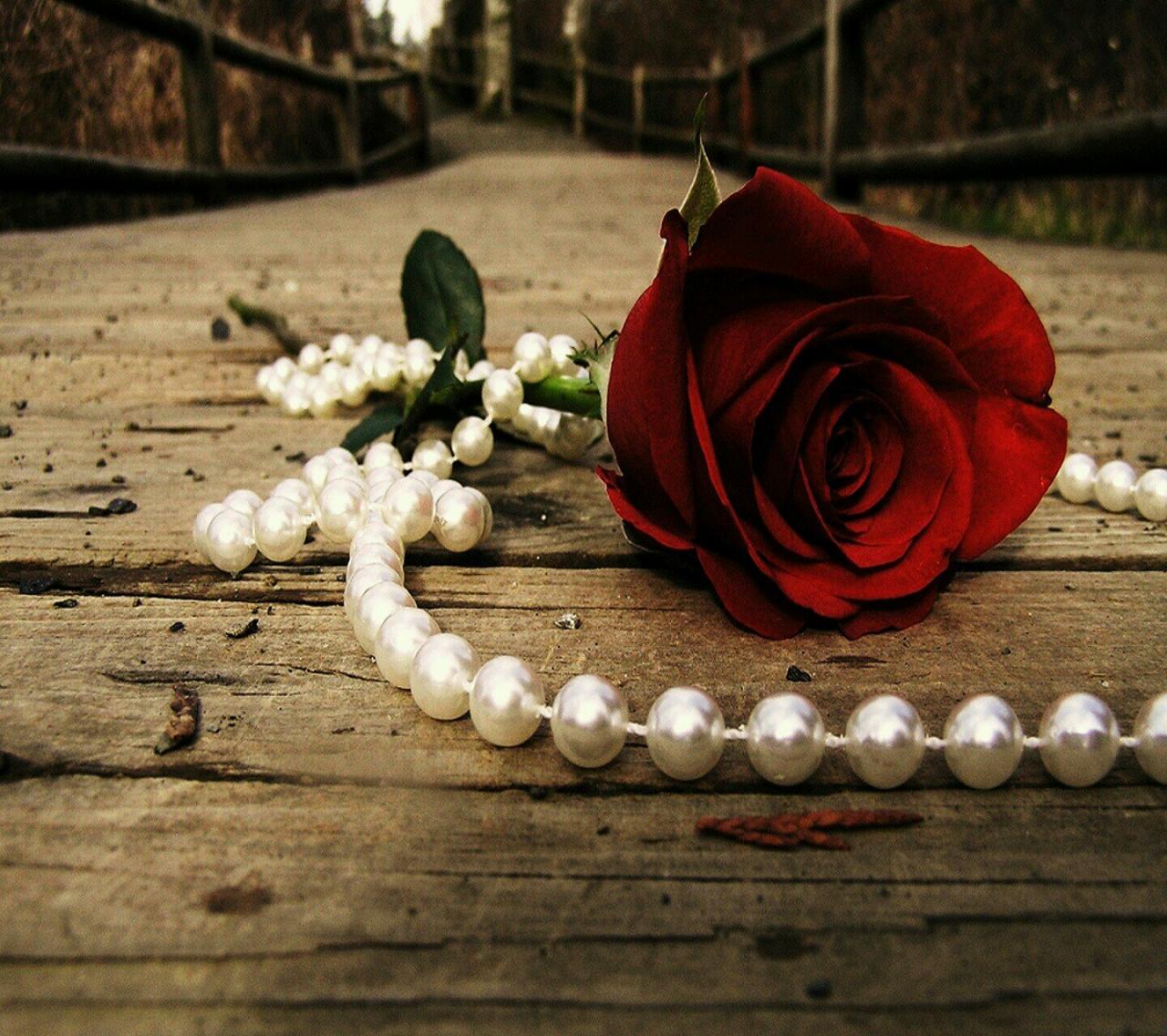 رمزيات ورد جوري، بالصور اجمل انواع الورود ورد جورى صبايا