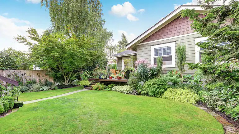 What Does the Lawn Like and How to Take Care of It?