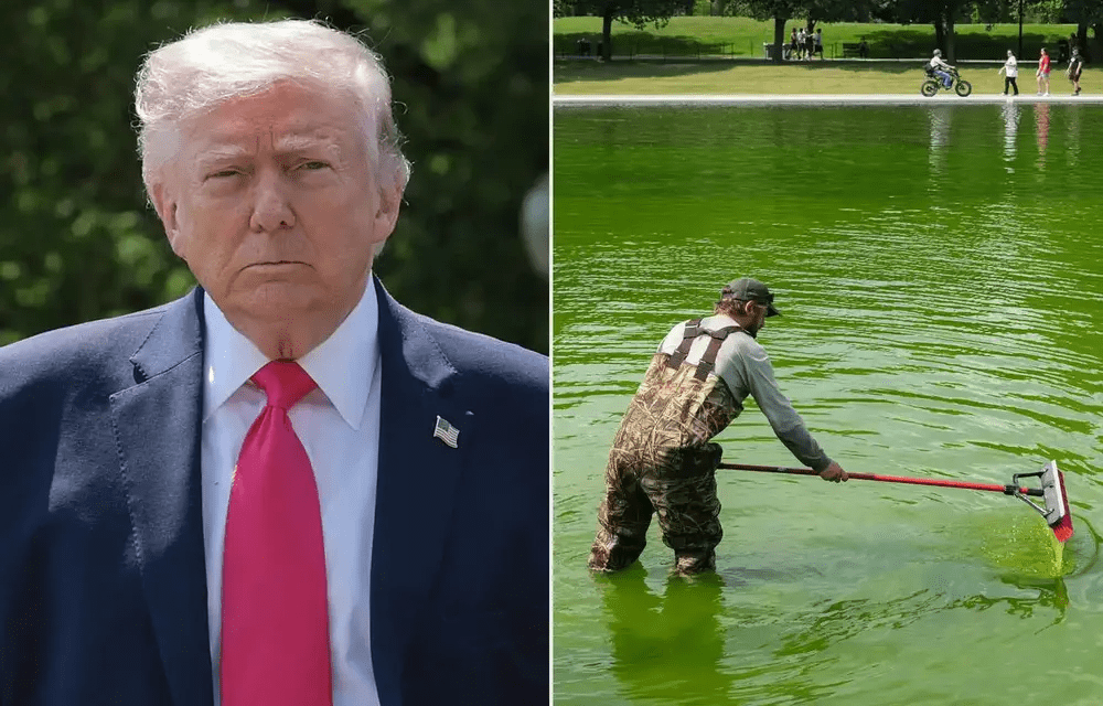 Unhinged Trump Now Claims Algae In Reflecting Pool Was ‘Criminally Made’