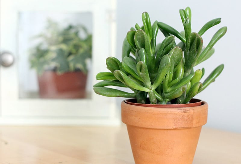Top 10 Easy Houseplants — New England Today Vermont Folk Troth
