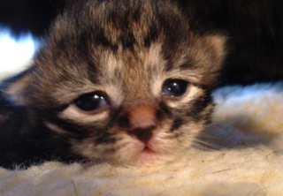 hypoallergenic cats kittens