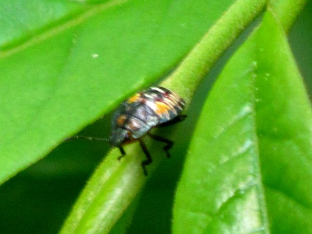 oddbugadj
