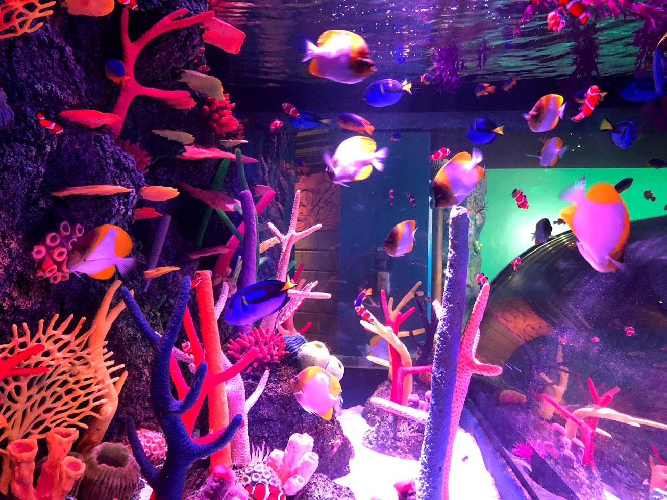 Sea Life® Aquarium and LEGOLAND® Discovery Center Opens Tomorrow