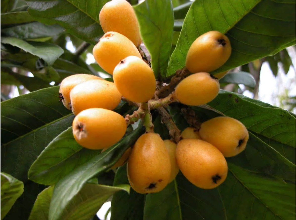 Loquat Seedlings