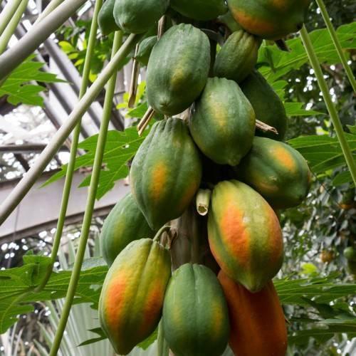 How to Identify Male and Female Papaya Plants and Why It Matters