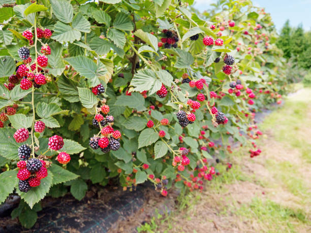 Raspberry Farming in Kenya and Why This Small Berry Can Bring Big Profits