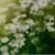 CHAMOMILE OIL