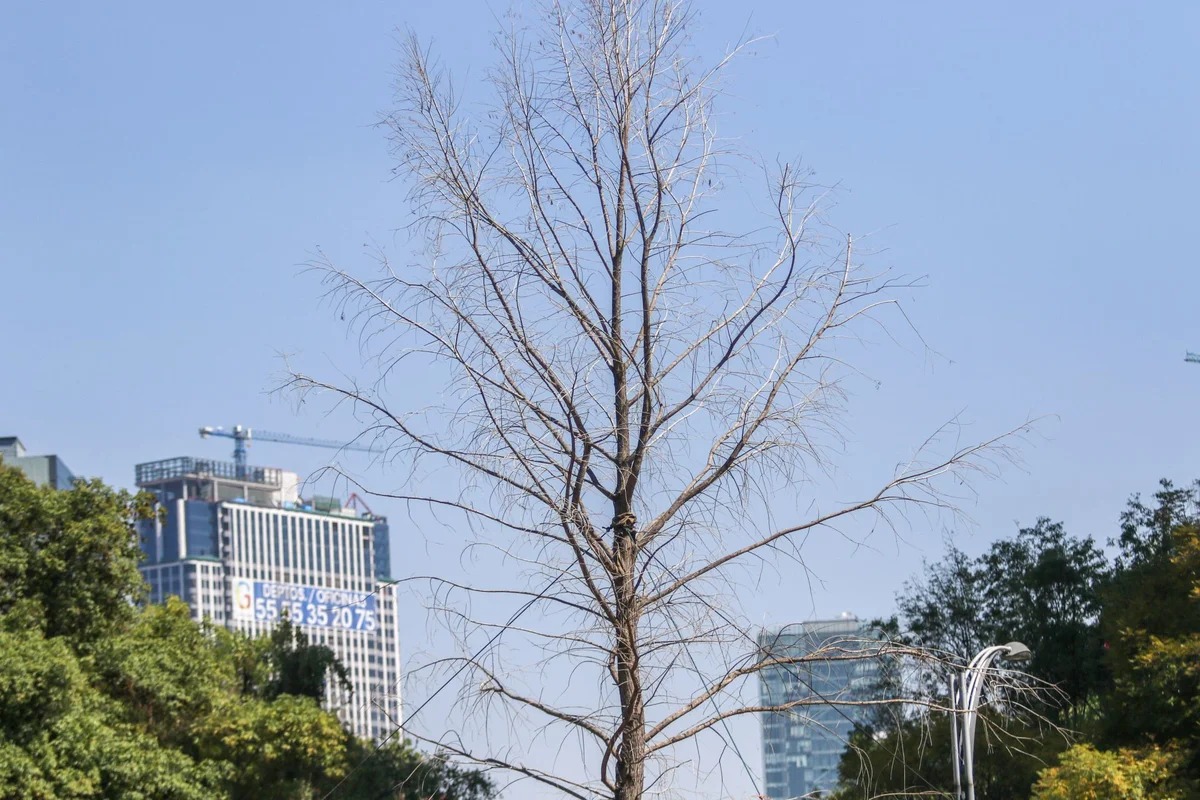 ¿Está muriendo el nuevo ahuehuete de Reforma? Autoridades de la CDMX lo mantienen vigilado