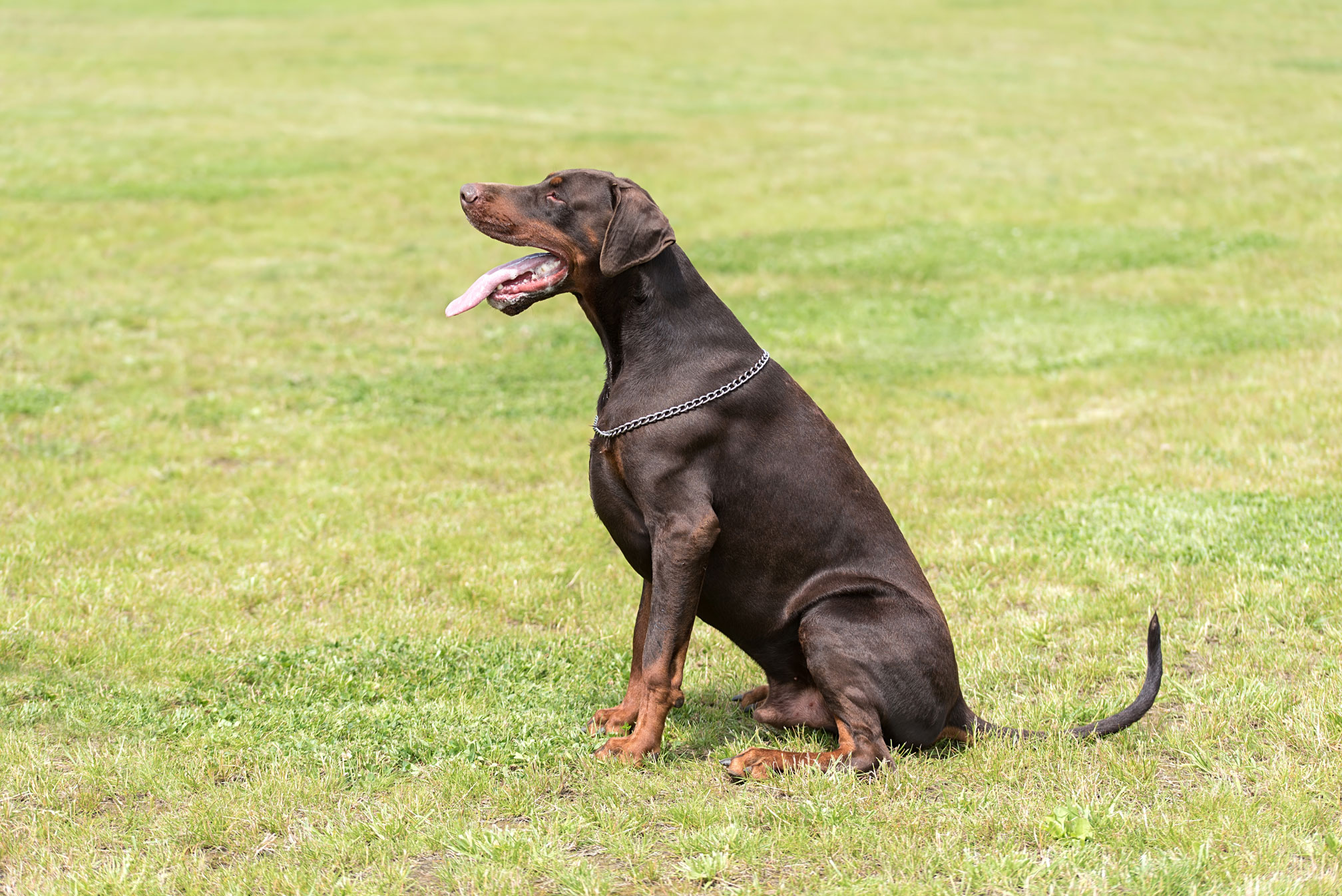 Dobermans Health Problems: Essential Tips for a Healthy Life