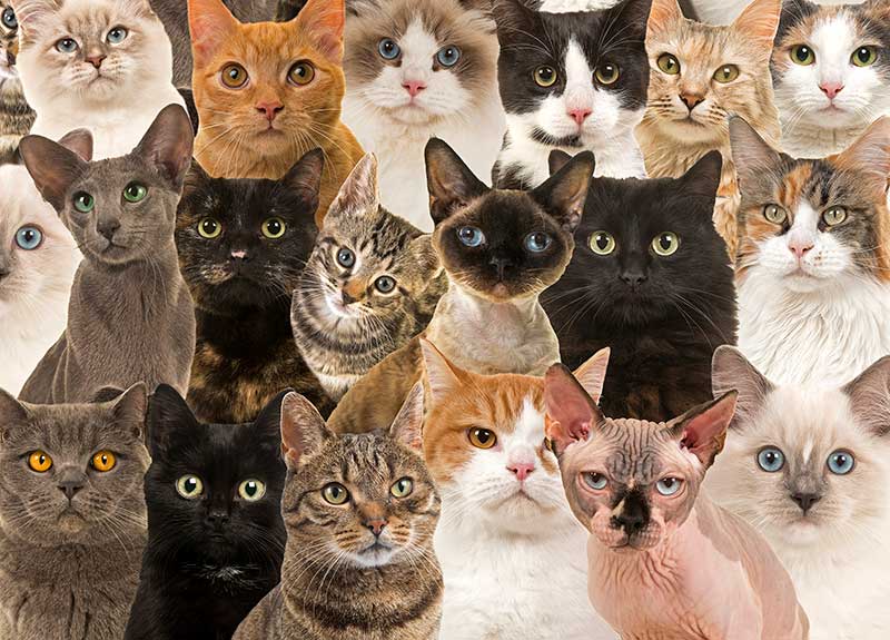 Cats listen