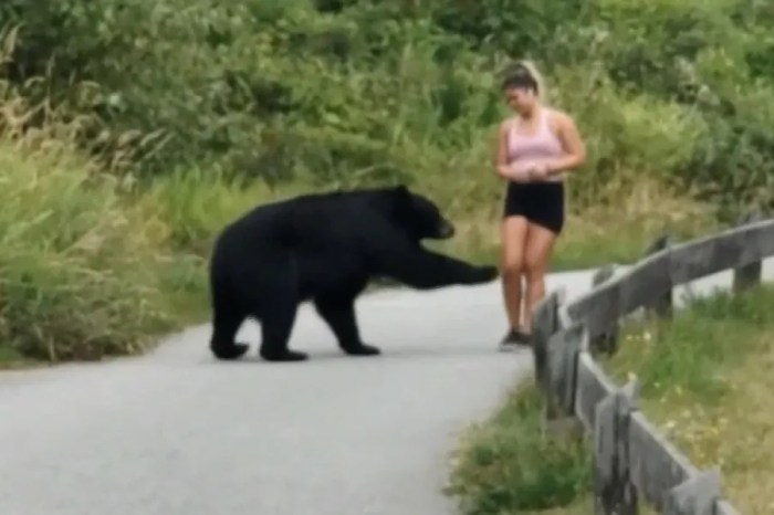 image ofbear