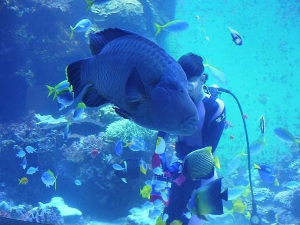 ＜画像11 / 20＞沖縄美ら海水族館が4年連続1位に！行ってよかった動物園＆水族館トップ20を発表｜ウォーカープラス
