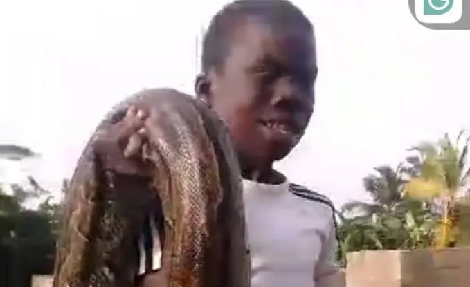Elmina: 14-year-old conquers monstrous python in sugarcane farm Elmina: 14-year-old conquers monstrous python in sugarcane farm