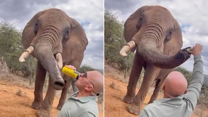 Elephant Named Bupa Given Beer by Tourist
