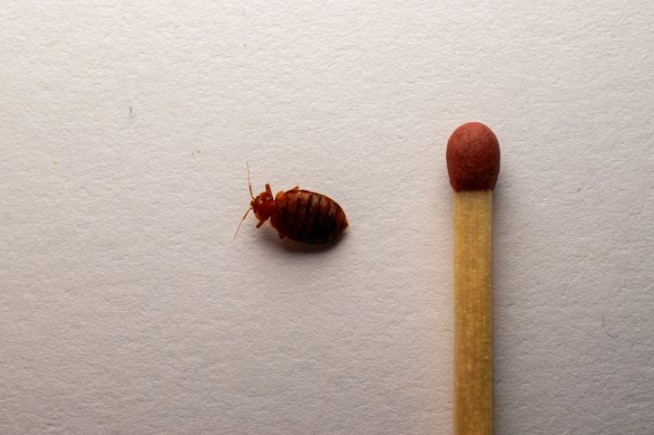 America’s Worst Cities for Bed Bugs: Chicago Takes the Crown Nobody Wants