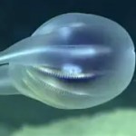 Massive Deep‑Sea “Blob” Discovered Off Oregon Coast Turns Out to Be a Rare, Living Gelatinous Colony