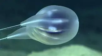 Massive Deep‑Sea “Blob” Discovered Off Oregon Coast Turns Out to Be a Rare, Living Gelatinous Colony