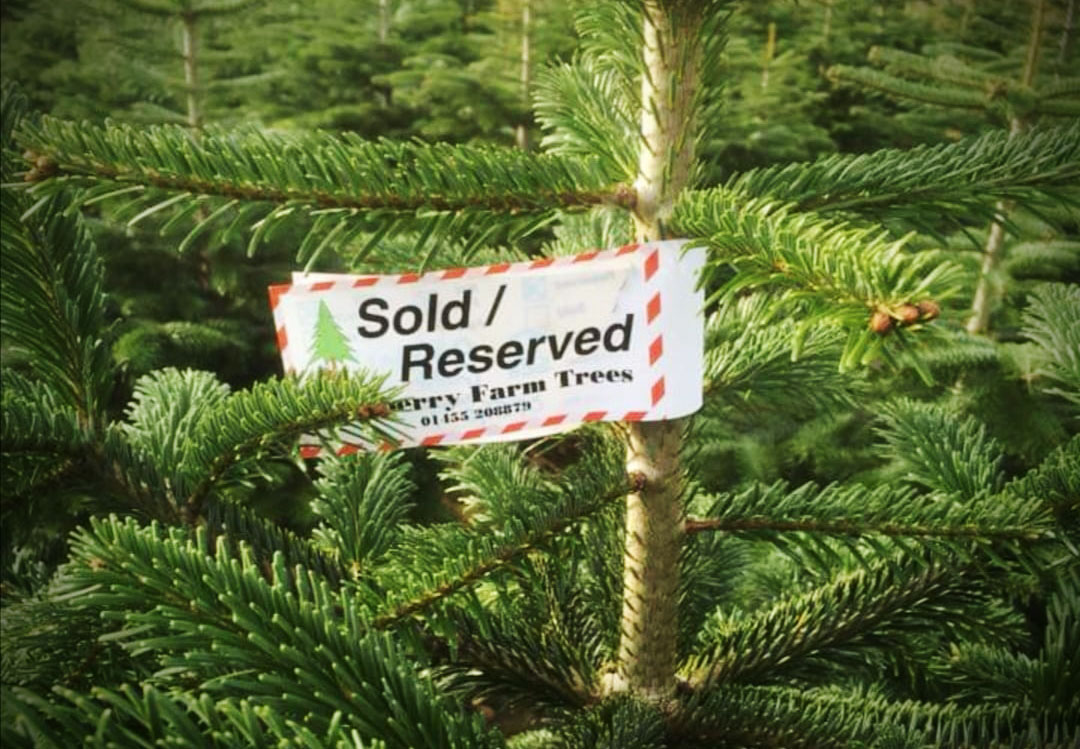 If only the holidays could last throughout the winter months—the twinkling lights and christmas cookies make the cold and dark so much more bearable. Ways To Buy A Christmas Tree From Us Oakberry Christmas Trees