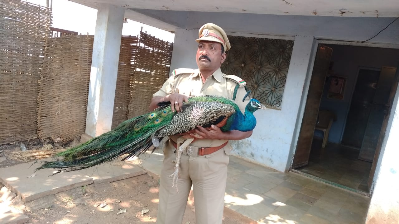 నెమలికి వైద్య పరీక్షలు అందిస్తున్న సెక్షన్ అధికారి సుబ్బయ్య