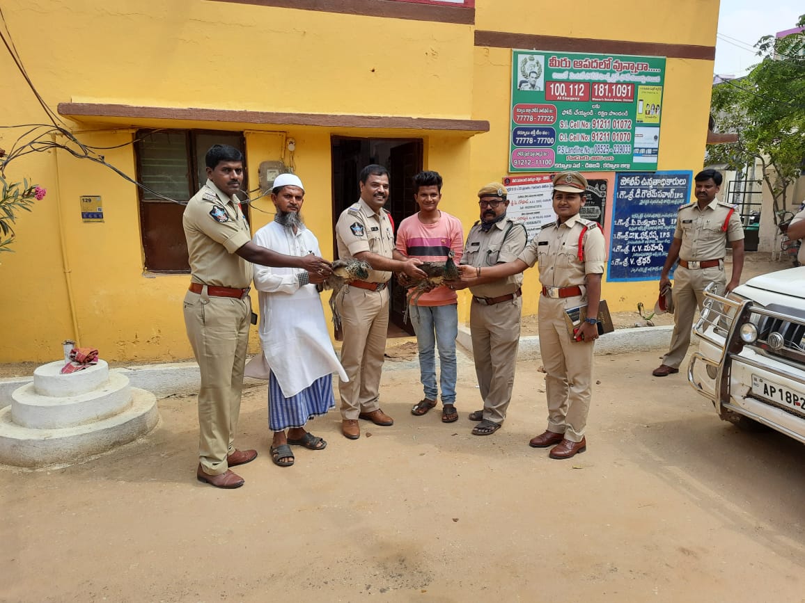 నెమళ్లను ఫారెస్ట్​ కానిస్టేబుల్​ షఫీవుల్లాకు అప్పగిస్తున్న సీఐ శ్రీధర్​
