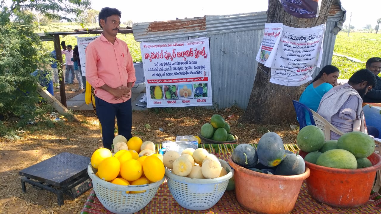 సాగు చేసిన కర్బూజా, కలింగర పండ్లు వద్ద రైతు అశోక్​