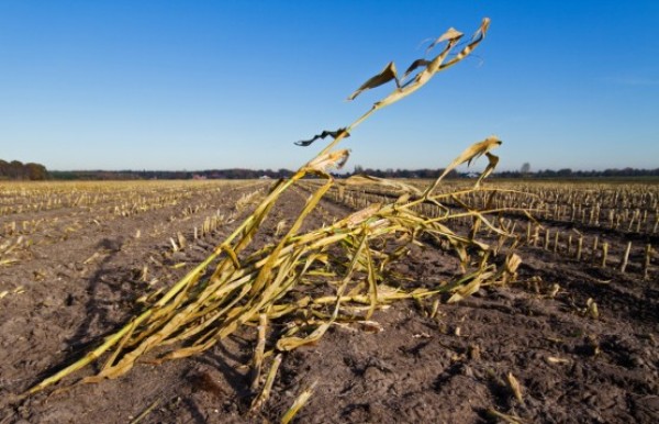 Drought